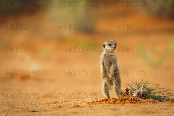 Baby meerkat