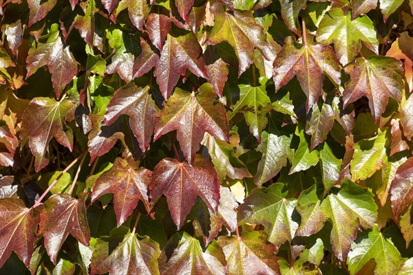 Autumn Vine Leaves