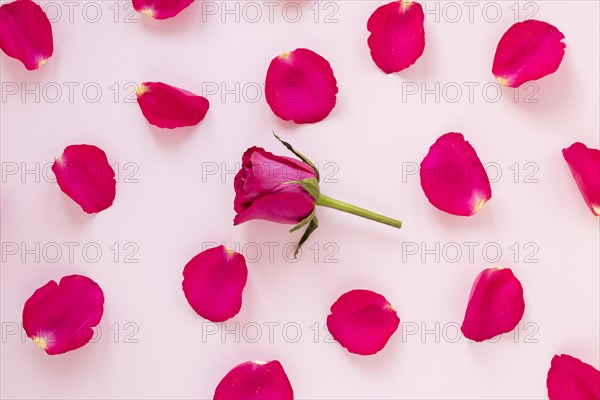 Rose petals valentines. Resolution and high quality beautiful photo