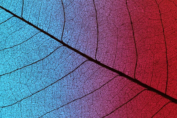 Top view of colored textured leaf. Resolution and high quality beautiful photo