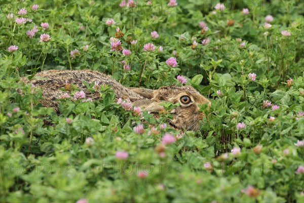 European hare