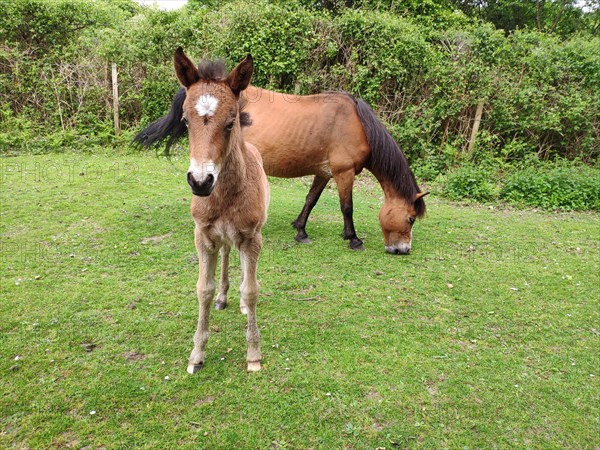 New Forest Pony with foal