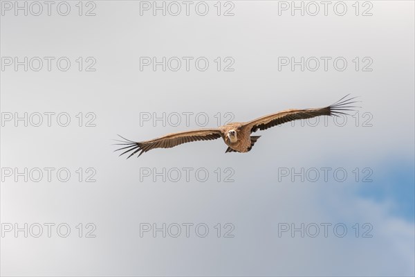 Griffon vultures