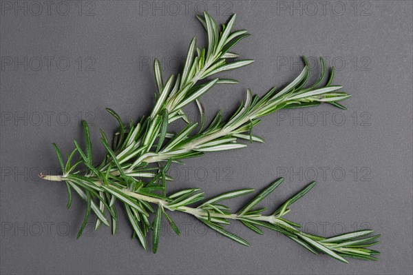 Top view of bunch of rosemary on grey background