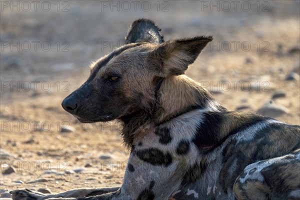 African wild dog