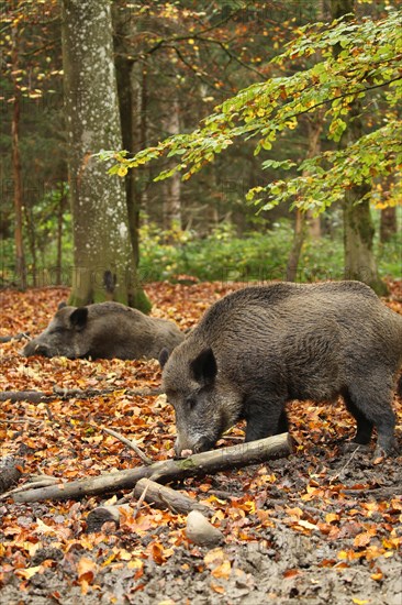 Wild boar