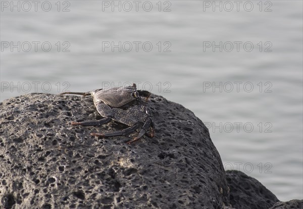 Red rock crab