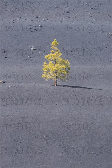 Canary Island Pine