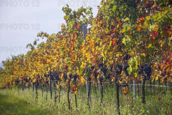 Autumn coloured vines with blue grapes