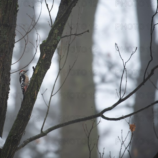 Middle Spotted Woodpecker