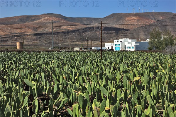 (Opuntia) plantations for the breeding of the cochineal scale insect, near Guatiza, Lanzarote, Canary Islands, Spain, Europe