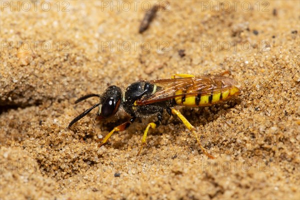 Bee wolf sitting on sandy ground looking left