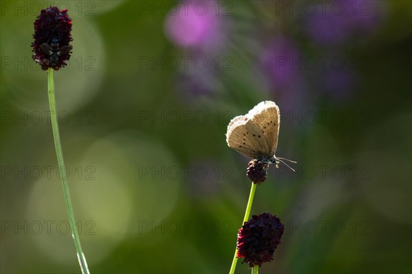 Dark meadow-headed ant-blue butterfly sitting on purple flower seen right