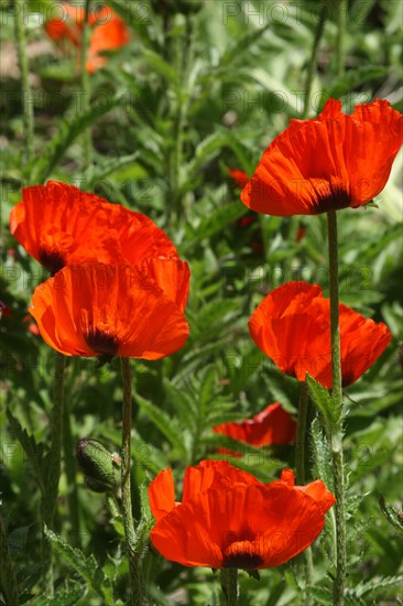 Oriental poppy