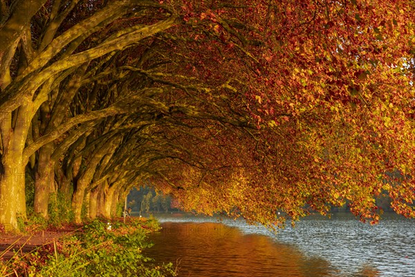 Autumnal plane tree avenue at Lake Baldeney