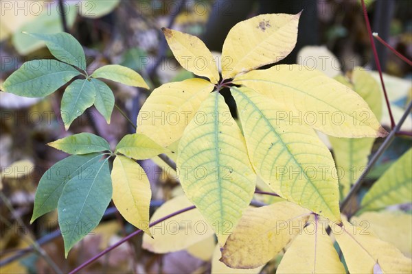 Bottlebrush buckeye