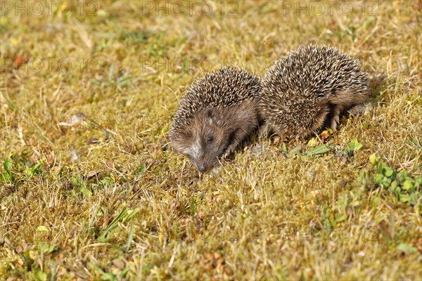 European hedgehog