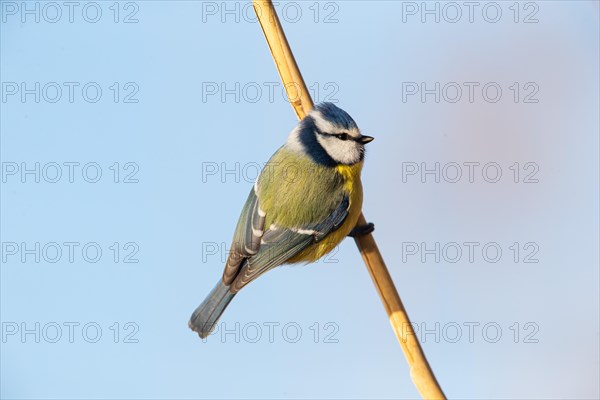 Blue tit