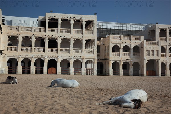 Arabian horse breeding stables in Al Jasra