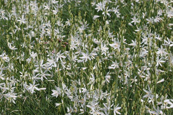 Grass lily