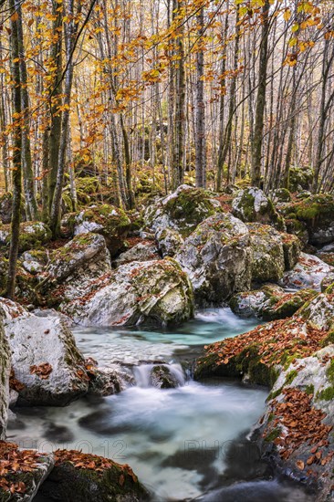 Autumn forest with watercourse of the Lepenjica