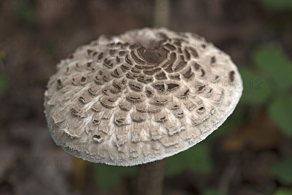 Shaggy parasol