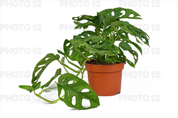 Tropical Monstera Adansonii houseplant in flower pot on white background