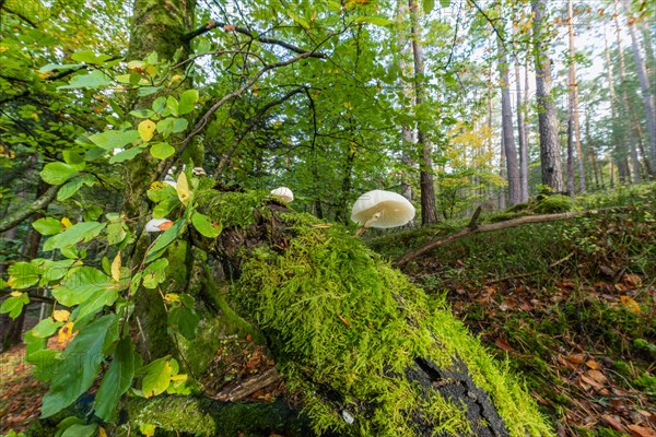 Mushrooms on a branch in a mountain forest in autumn. Vosges