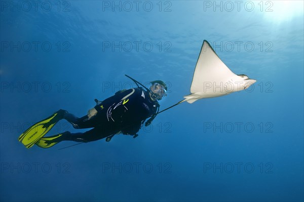 Diver looking up swimming next to Spotted Eagle Ray