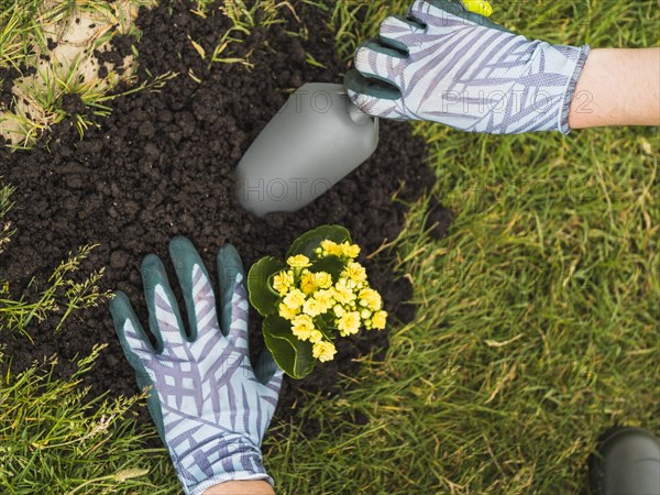 Gardener planting succulent plant soil