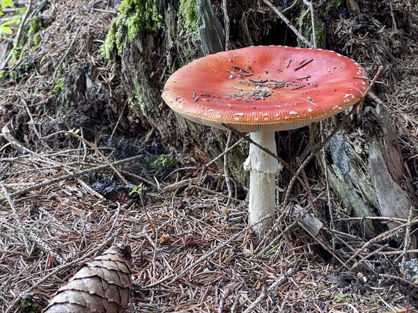 Fly agaric