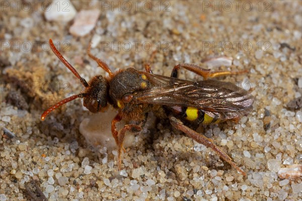 Redhead wasp bee sitting on sand left looking