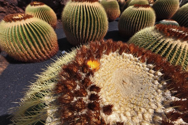 Golden barrel cactus