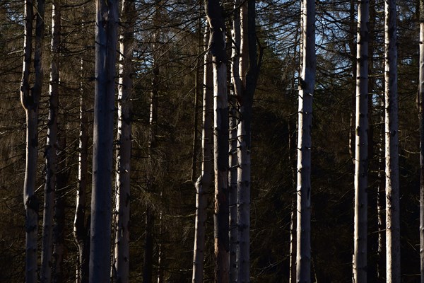 Detailed view of dead larches due to kima change in the Hunsrueck-Hochwald National Park