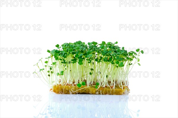 Fresh microgreens. Sprouts of arugula isolated on white background