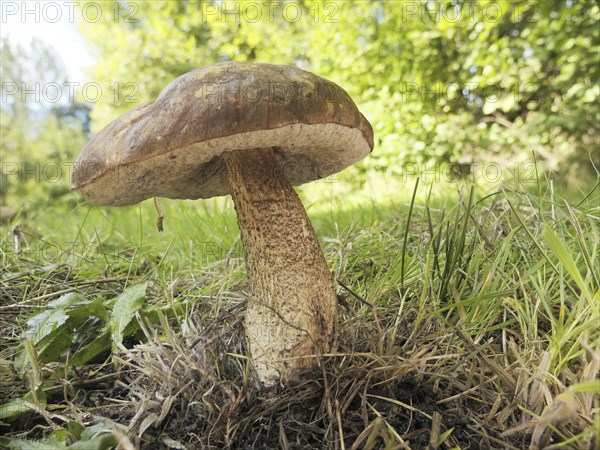 Birch bolete