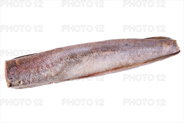 Raw hake isolated on white background