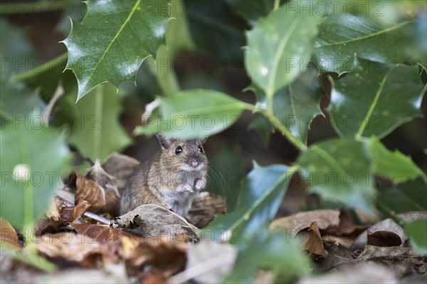 Bank vole