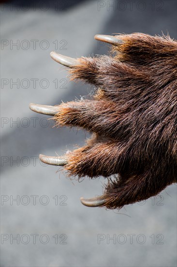 Black Bear Paw With sharp Claws in view