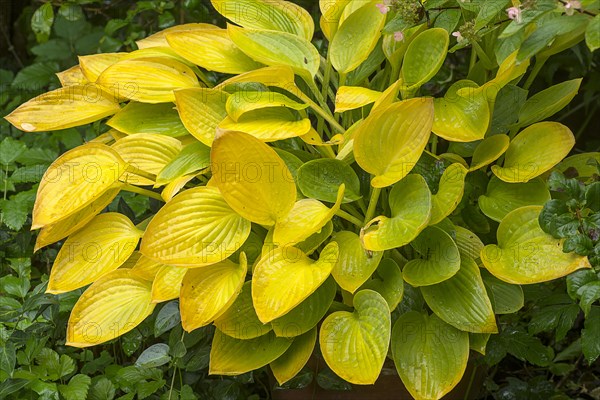 Autumn leaves of a hosta