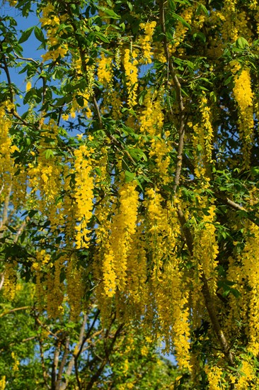 Golden rain several flower panicles with many open yellow flowers against a blue sky