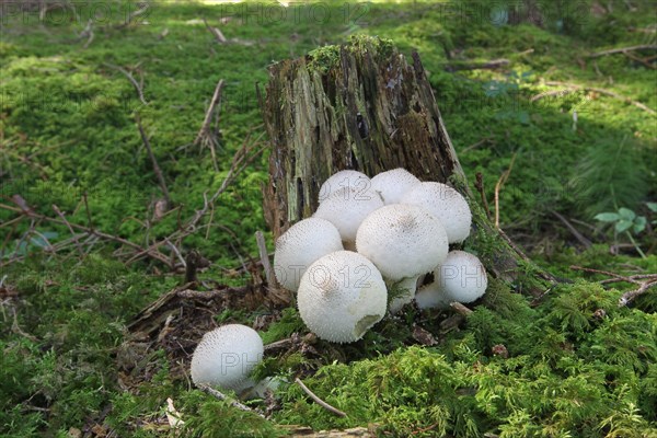 Mushrooms