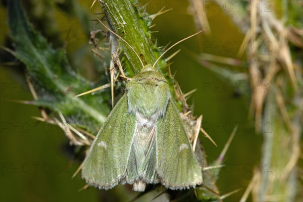 Green owl butterfly with closed wings hanging on green stalk from behind