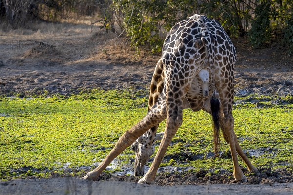 Rhodesian giraffe