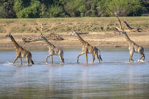 Rhodesian giraffe