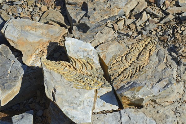 Approx. 300 million year old fossils of Mesosaurus tenuidens near Keetmanshoop