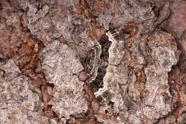 Perfect camouflage of the wood carpet