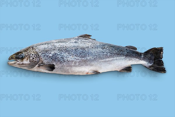 Whole raw unpeeled salmon isolated on blue background