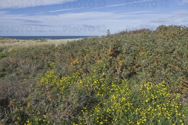 Beach dunes overgrown with sea buckthorn
