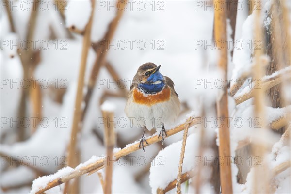 White-spotted bluethroat